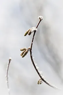 Hazel Catkins Stampe: CS C09-4775