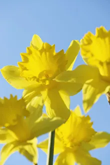 Yellow Daffodils Stampe: Daffoldil