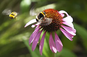 Immagini datate 5 giugno 2013: Echinacea