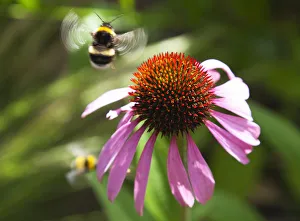 Immagini datate 5 giugno 2013: Echinacea