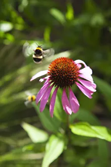 Immagini datate 5 giugno 2013: Echinacea
