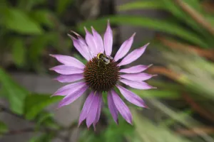 Immagini datate 5 giugno 2013: Echinacea