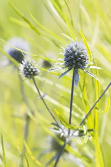 Blue Flowers In Garden Stampe: echinops