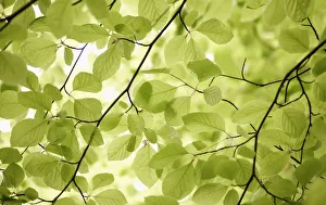 Beech Tree Stampe: fagus sylvatica, beech