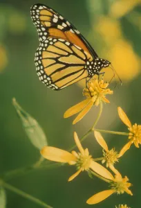 Butterfly Fauna Photography Stampe: flower