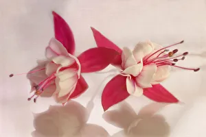 Colourful Blooms Stampe: Fuchsia