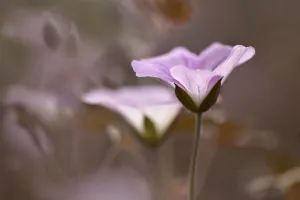 Perennial Garden Plants Stampe: Geranium, Geranium Dusky Rose