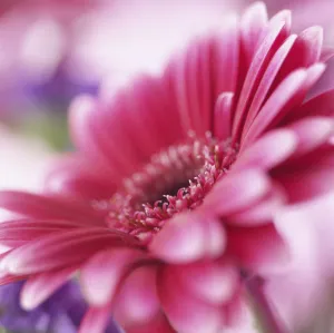 Pink Gerbera Flower Stampe: Gerbera