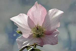 Winter Blooming Flowers Stampe: Hellebore