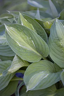 Daytime Outdoor Plant Photography Stampe: Hosta Striptease