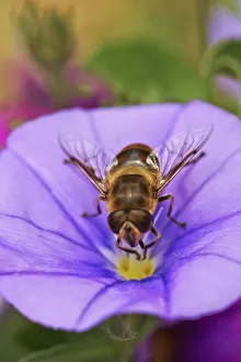 Hoverfly On Flower Stampe: Hoverfly on Convolvulus Sabatius