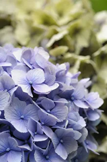 Summer Flowering Shrubs Stampe: Hydrangea, Lacecap hydrangea, Hydrangea, Hydrangea macrophylla Amethyst