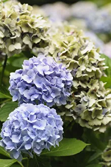 I girasoli, I girasoli a strascico, I girasoli, Hydrangea macrophylla Amatista.
