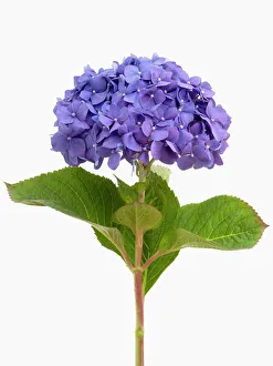 Summer Flowering Shrubs Stampe: hydrangea macrophylla diamond blue, hydrangea