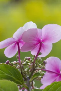 Pastel Coloured Flowers Stampe: hydrangea macrophylla, hydrangea, lacecap hydrangea