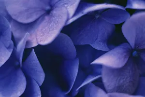 Blue Hydrangea Macrophylla Stampe: Hydrangea macrophylla Hydrangea Blue subject