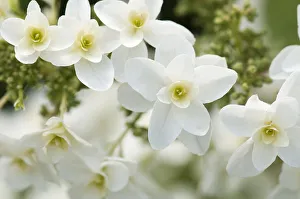 Oakleaf Hydrangea Stampe: Hydrangea, Oakleaf hydrangea, Hydrangea quercifolia Pee Wee