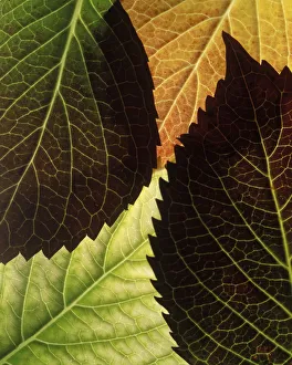 Garden Design Ideas Stampe: Hydrangea - variety not identified Hydrangea
