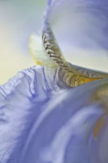 Delicate Spring Flowers Stampe: Iris, Bearded iris