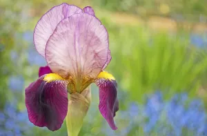 Cottage Garden Plants Stampe: iris, bearded iris, iris