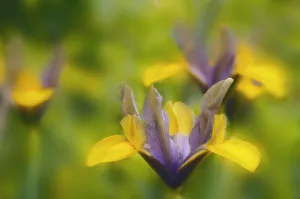 Small Flowering Plants Stampe: Iris danfordiae Iris - Dwarf iris