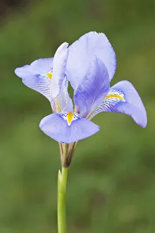 Blue Iris Flowers Stampe: iris, iris unguicularis