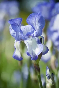 Iris, Iris barbute alta, Iris tocco di primavera, Un fiore azzurro e bianco singolo.