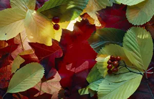 Close Up Leaf Photography Stampe: leaf, leaf