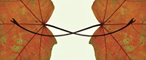 Deciduous Tree Colours Stampe: Maple, Acer