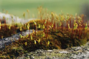 Wildflower Close Up Shots Stampe: Moss