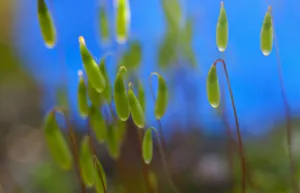 Botanical Macro Photography Stampe: Moss, Close up detail of the foliage