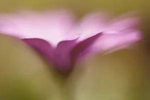 Pastel Coloured Flowers Stampe: Osteospermum