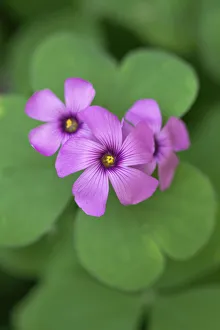 Perennial Flowers Stampe: oxalis