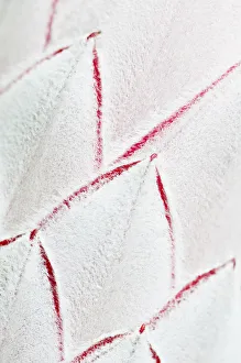 Stampa con cornice : Protea, in primo piano mostrando il disegno delle foglie