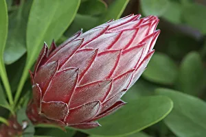 Full Frame Flowering Plants Stampe: Proteus