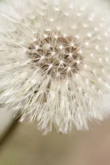Taraxacum Officinale Images Stampe: PT 0532
