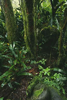 forestale di pioggia, albero.