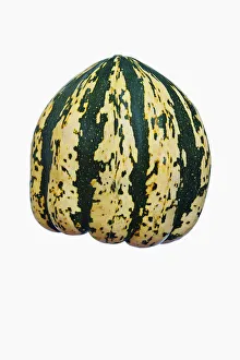Sweet Dumpling Squash Stampe: Squash, Winter squash Sweet Dumpling, Cucurbita pepo Sweet Dumpling