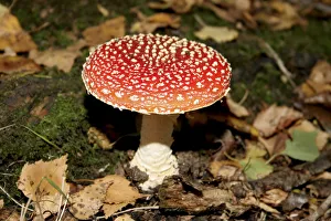 Fly Agaric Fungus Stampe: toadstool