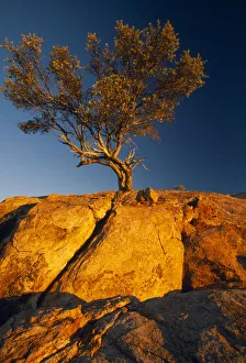albero, albero