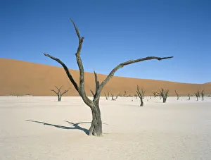 albero, albero