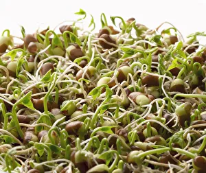 Vigna angularis Azuki White b/g