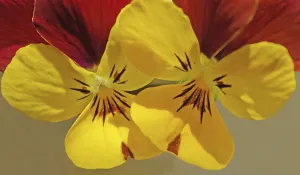 Cottage Garden Flowers Stampe: viola, viola