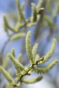 Salice, Salix.