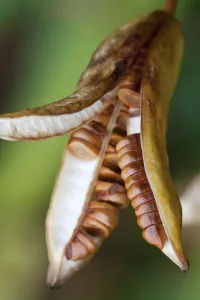 Yellow Flag Iris Stampe: Yellow flag iris, Iris pseudacorus, Brown seed pod spliting open to reveal disc shaped