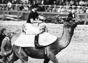 La monarchia con gli animali Il principe Carlo cavalca un cammello a Londra.