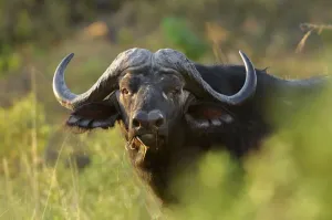 Buffalo