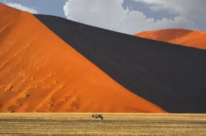 Gemsbok