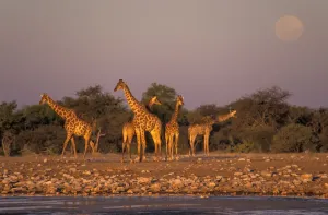 Namibia Wildlife Safari Stampe: Giraffes