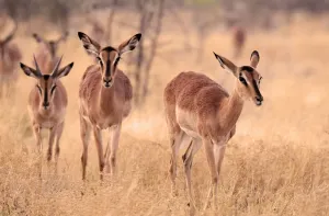 Impala